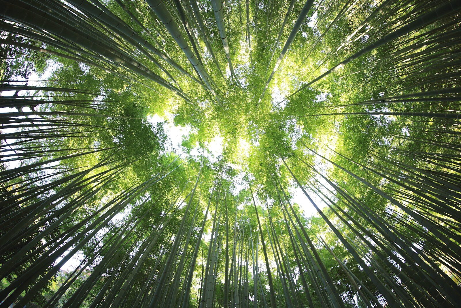 竹林のダミーサムネイル